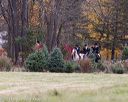 20131026-neat-0432
