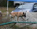 20131026-neat-0598