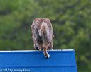 20150516-neat-0041