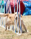 20160618-cckc-1324