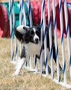 20160618-cckc-1026