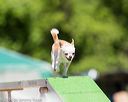 20160618-cckc-0583