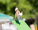 20160618-cckc-0584