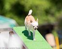 20160618-cckc-0585