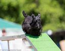 20160618-cckc-0598