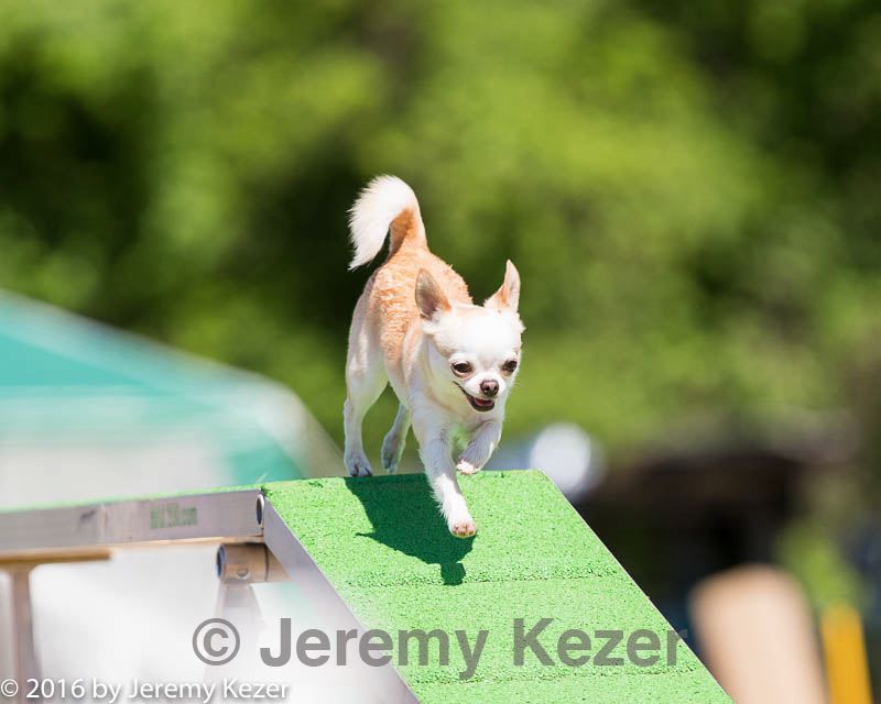 20160618-cckc-0584.jpg