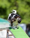 20160618-cckc-0340