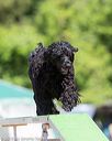 20160618-cckc-0296