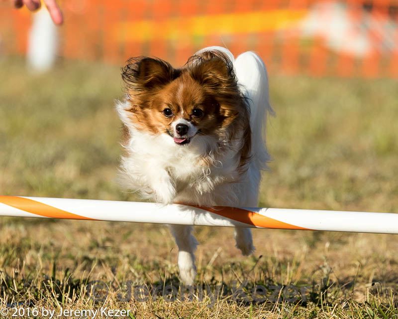 20160618-cckc-2632.jpg