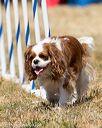20160618-cckc-0879