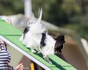 20160618-cckc-2227