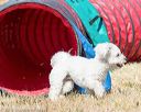 20160619-cckc-0340