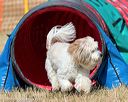 20160619-cckc-0376