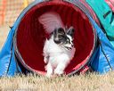 20160619-cckc-0412