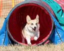 20160619-cckc-0431