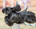 20160619-cckc-0505