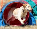 20160619-cckc-0639