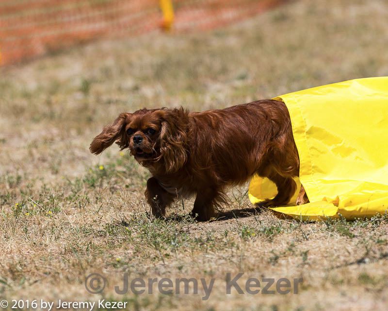 20160619-cckc-1089.jpg