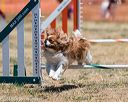 20160619-cckc-0959