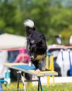 20170520-neat-0846