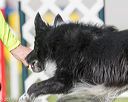 20170520-neat-2723