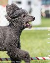 20170520-neat-2475