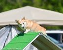 20170521-neat-0385