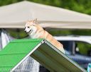 20170521-neat-0384