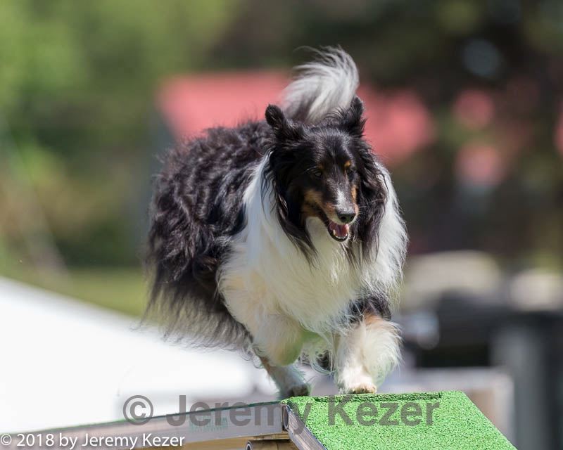 20180617-1372.jpg