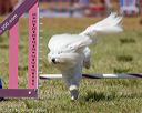 20190615-cckc-1373