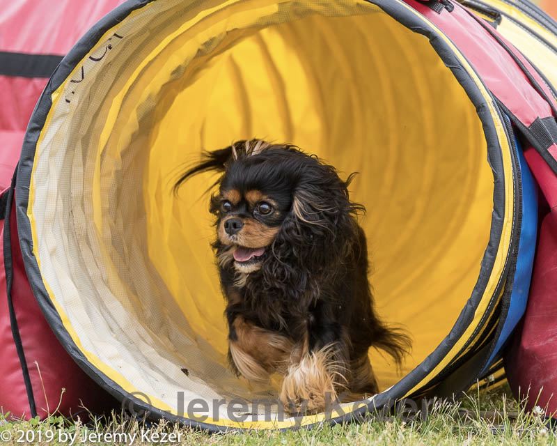 20190616-cckc-1211.jpg
