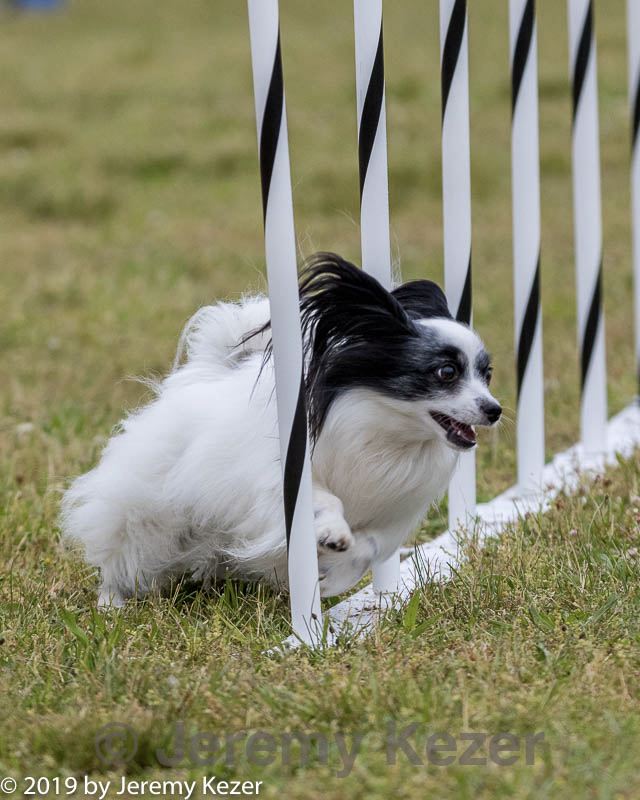 20190616-cckc-0293.jpg