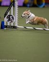 20260103-acnh-2076