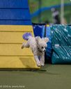 20260103-acnh-2183
