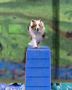 20260104-acnh-0295