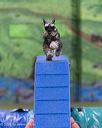 20260104-acnh-0309