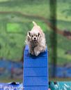 20260104-acnh-0313