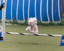 20260104-acnh-0511