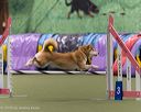 20260104-acnh-0537