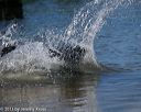 20130824-awd-0368