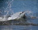20130824-awd-0372