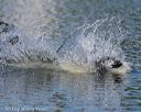 20130825-cwd-0443
