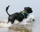 20140816-awd-0024