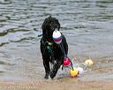 20140816-awd-0062
