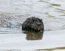 20140816-awd-0068