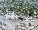 20140816-awd-0262