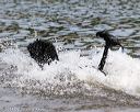 20140816-awd-0340