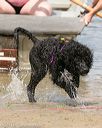 20140816-awd-0373