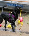 20140816-awd-0402
