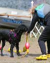 20140816-awd-0403